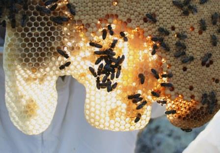 Productores de miel y polen eco, panal de miel eco de de una de las colmenas de La Barrosilla.